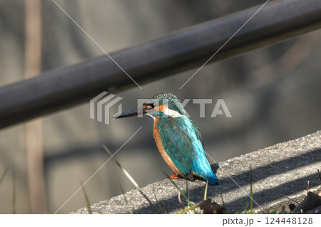 カワセミ カワセミ 124448128