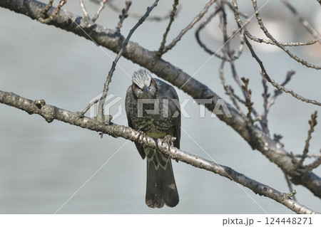 ヒヨドリ ヒヨドリ 124448271