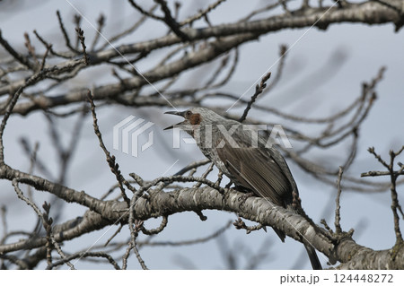 ヒヨドリ ヒヨドリ 124448272