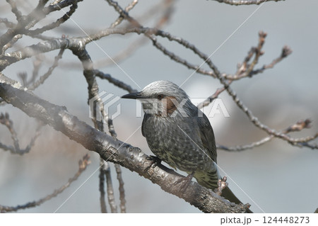 ヒヨドリ 124448273