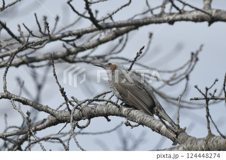 ヒヨドリ 124448274