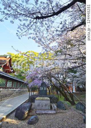 御香宮神社の桜 124448281