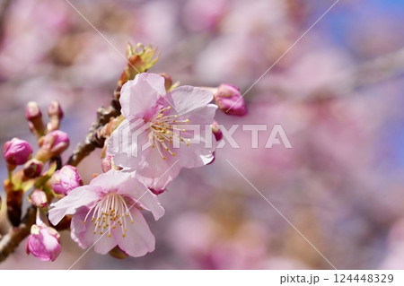 春の訪れを告げる桜　アップ 124448329