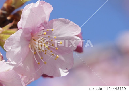 青空に映えるピンクの河津桜 124448330