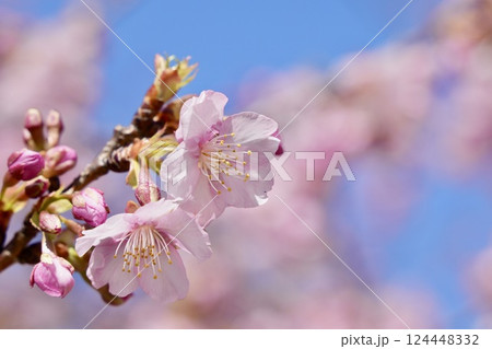 青空に映えるピンクの河津桜 124448332