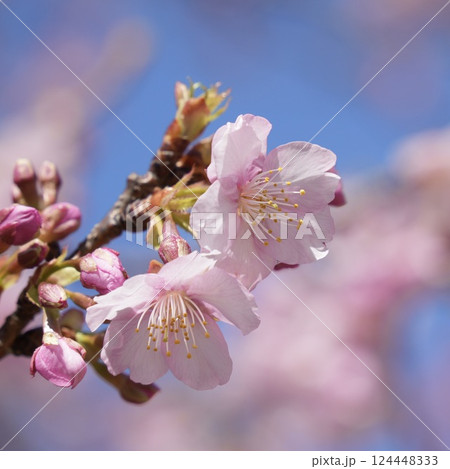 青空に映えるピンクの河津桜 青空に映えるピンクの河津桜 124448333