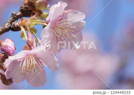 青空に映えるピンクの河津桜 124448335