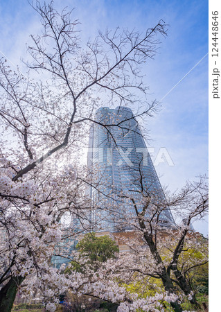 【東京都】六本木ヒルズ・毛利庭園の桜 【東京都】六本木ヒルズ・毛利庭園の桜 124448646