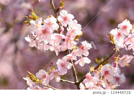 小枝に満開の河津桜 124448728