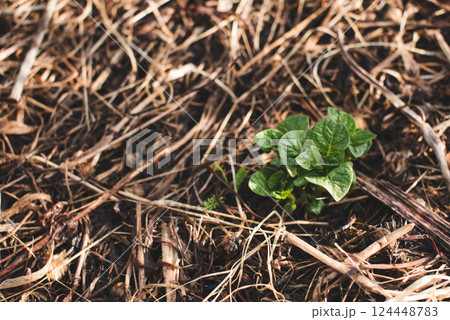 Young potato sprouts growing in a mulch bedding of straw. No dig gardening. Top view. Young potato sprouts growing in a mulch bedding of straw. No dig gardening. Top view. 124448783