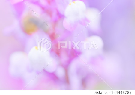 ふんわり明るいピンク色のリナリアの花ソフトフォーカスイメージ 124448785