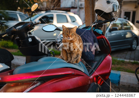 Street cats of Turkey country 124448867