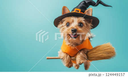 A playful dog in a witch costume, complete with a hat and broom 124449157