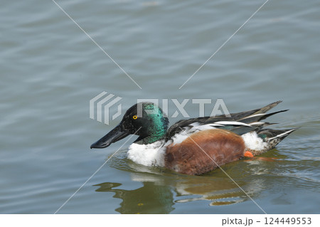 ハシビロガモ 124449553