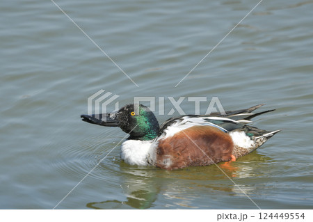 ハシビロガモ 124449554