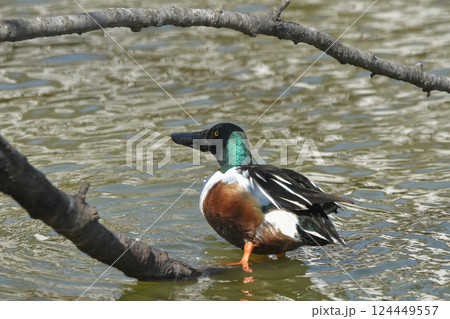 ハシビロガモ ハシビロガモ 124449557