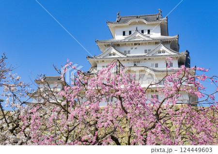 姫路城　桜　兵庫県 124449603