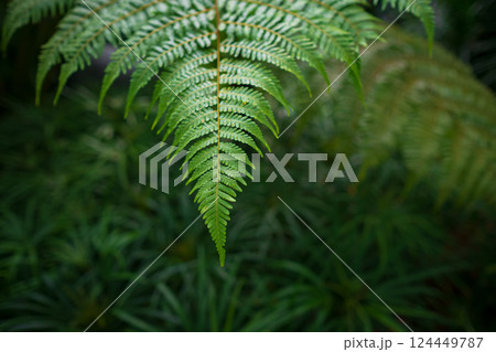 walk in Perdana Botanical Garden, Kuala Lumpur , Malaysia 124449787