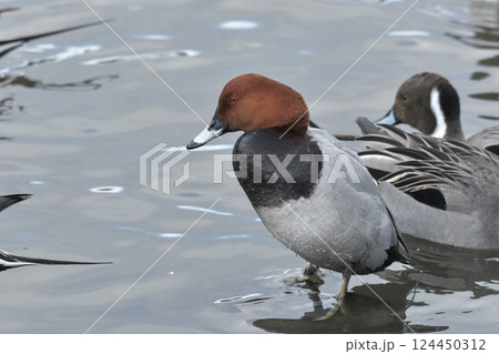 ホシハジロ ホシハジロ 124450312