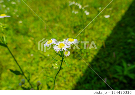 緑の草原に咲くヒメジョオンの可憐な花 緑の草原に咲くヒメジョオンの可憐な花 124450336