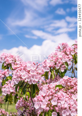 青空とカルミアの花 124450477