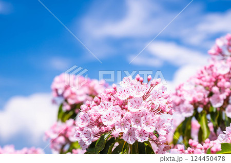 青空とカルミアの花 124450478