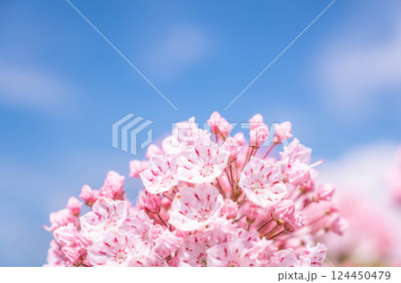 青空とカルミアの花 青空とカルミアの花 124450479