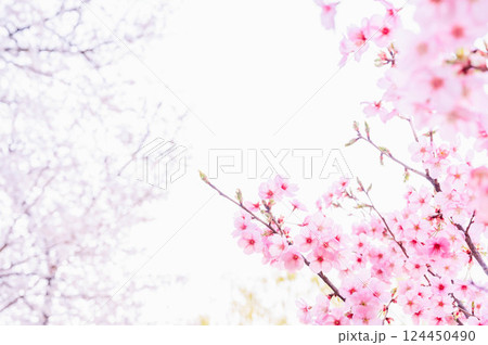 光陽桜 124450490