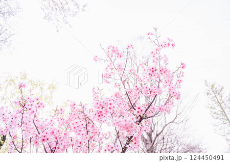 光陽桜 124450491