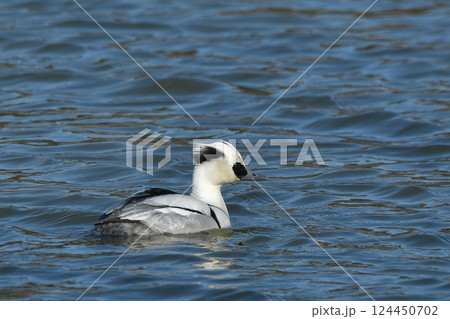 ミコアイサ 124450702