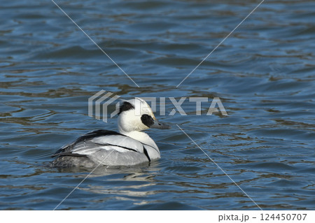 ミコアイサ 124450707