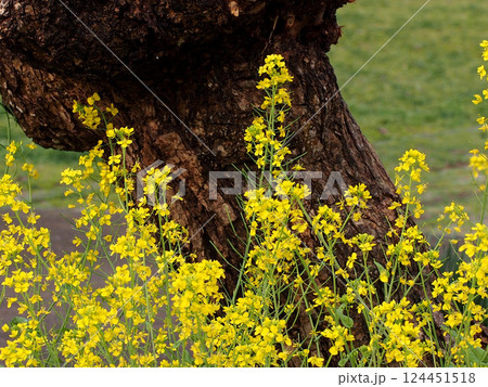 アメリカデイゴの幹と咲き誇るアブラナ（公園の花壇に咲いた菜の花） 124451518