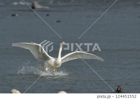 白鳥 白鳥 124451552