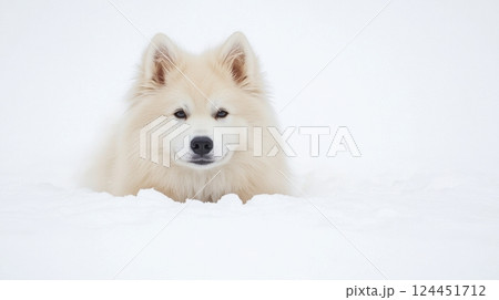 Fluffy dog sitting in deep snow. 124451712