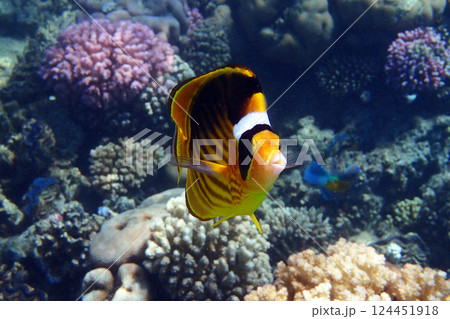 yellow fish Egypt 124451918