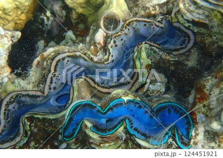 Giant Clam from the Red Sea 124451921