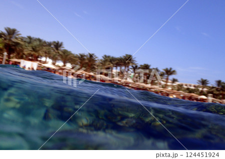 coral reef in the Red Sea 124451924
