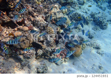 coral reef in the Red Sea coral reef in the Red Sea 124451931