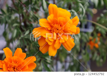 オレンジのマリーゴールドの花 オレンジのマリーゴールドの花 124452792