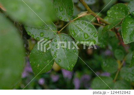 雨に濡れた葉 124452842