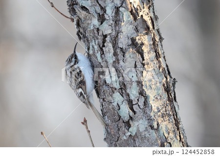 キバシリ 124452858