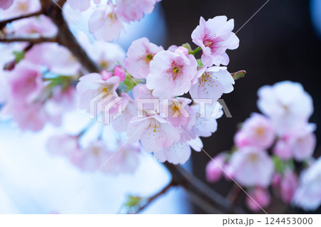 開花したばかりの桜 124453000