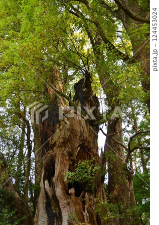 千葉県香取郡神崎町神崎本宿の神崎神社 御神木の大クス 千葉県香取郡神崎町神崎本宿の神崎神社 御神木の大クス 124453024