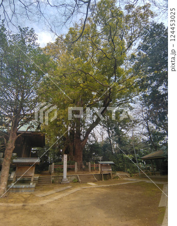 千葉県香取郡神崎町神崎本宿の神崎神社 御神木の大クス 千葉県香取郡神崎町神崎本宿の神崎神社 御神木の大クス 124453025