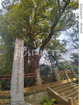 千葉県香取郡神崎町神崎本宿の神崎神社　御神木の大クス 124453026