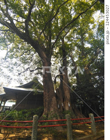 千葉県香取郡神崎町神崎本宿の神崎神社 御神木の大クス 千葉県香取郡神崎町神崎本宿の神崎神社 御神木の大クス 124453027