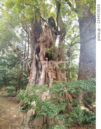 千葉県香取郡神崎町神崎本宿の神崎神社　御神木の大クス 124453028