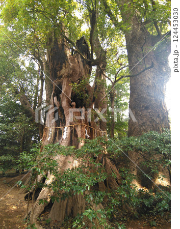 千葉県香取郡神崎町神崎本宿の神崎神社　御神木の大クス 124453030
