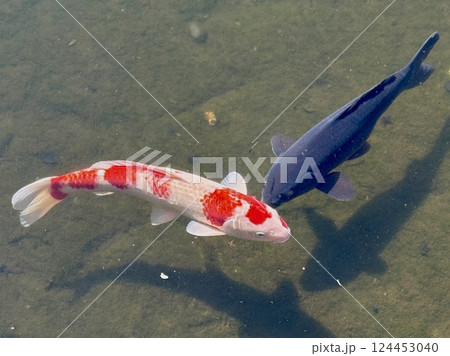 水面に浮かぶ錦鯉 水面に浮かぶ錦鯉 124453040