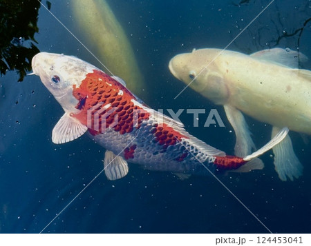 水面に浮かぶ錦鯉 水面に浮かぶ錦鯉 124453041